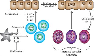 Human αβ and γδ T Cells in Skin Immunity and Disease